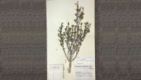 Pflanzenbeleg aus dem Herbarium Haussknecht