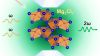Mg₃Cl₇ wurde in einer laserbeheizten Diamantstempelzelle unter hohem Druck und hoher Temperatur synthetisiert und als polares Metall identifiziert, das eine Sekundärharmonische Generation (SHG) zeigt. (Quelle: Yuqing Lin)