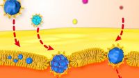 Nanopartikel durchwandern Zellwand