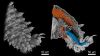 CT Aufnahmen eines Stummelfüßler-Beins
