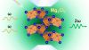 Mg₃Cl₇ wurde in einer laserbeheizten Diamantstempelzelle unter hohem Druck und hoher Temperatur synthetisiert und als polares Metall identifiziert, das eine Sekundärharmonische Generation (SHG) zeigt. (Quelle: Yuqing Lin)