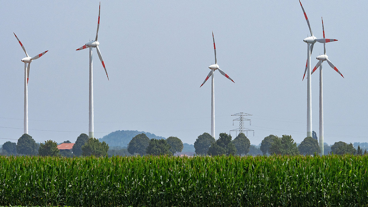 Windräder hinter einem Feld mit Energiemais. (Quelle: Frank Preiß/preiss-foto.de)